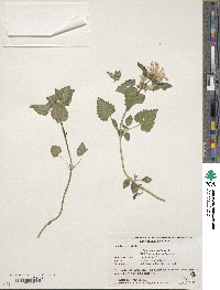 Image of Lamium maculatum