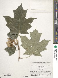 Acer nigrum image