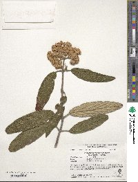 Viburnum rhytidophyllum image