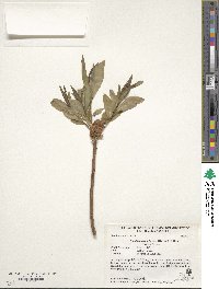 Rhododendron luteum image