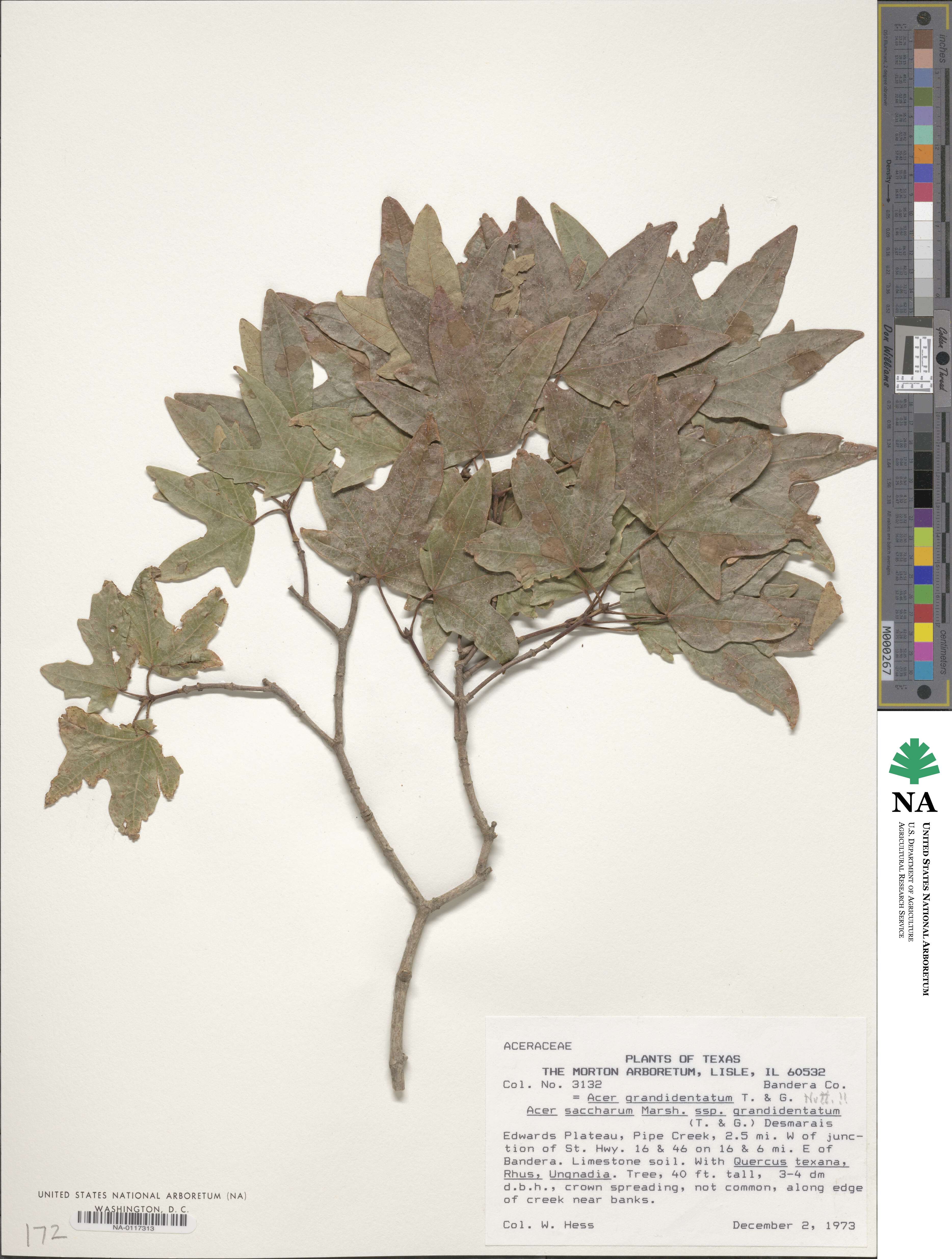 Acer grandidentatum image