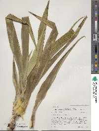 Yucca rupicola image