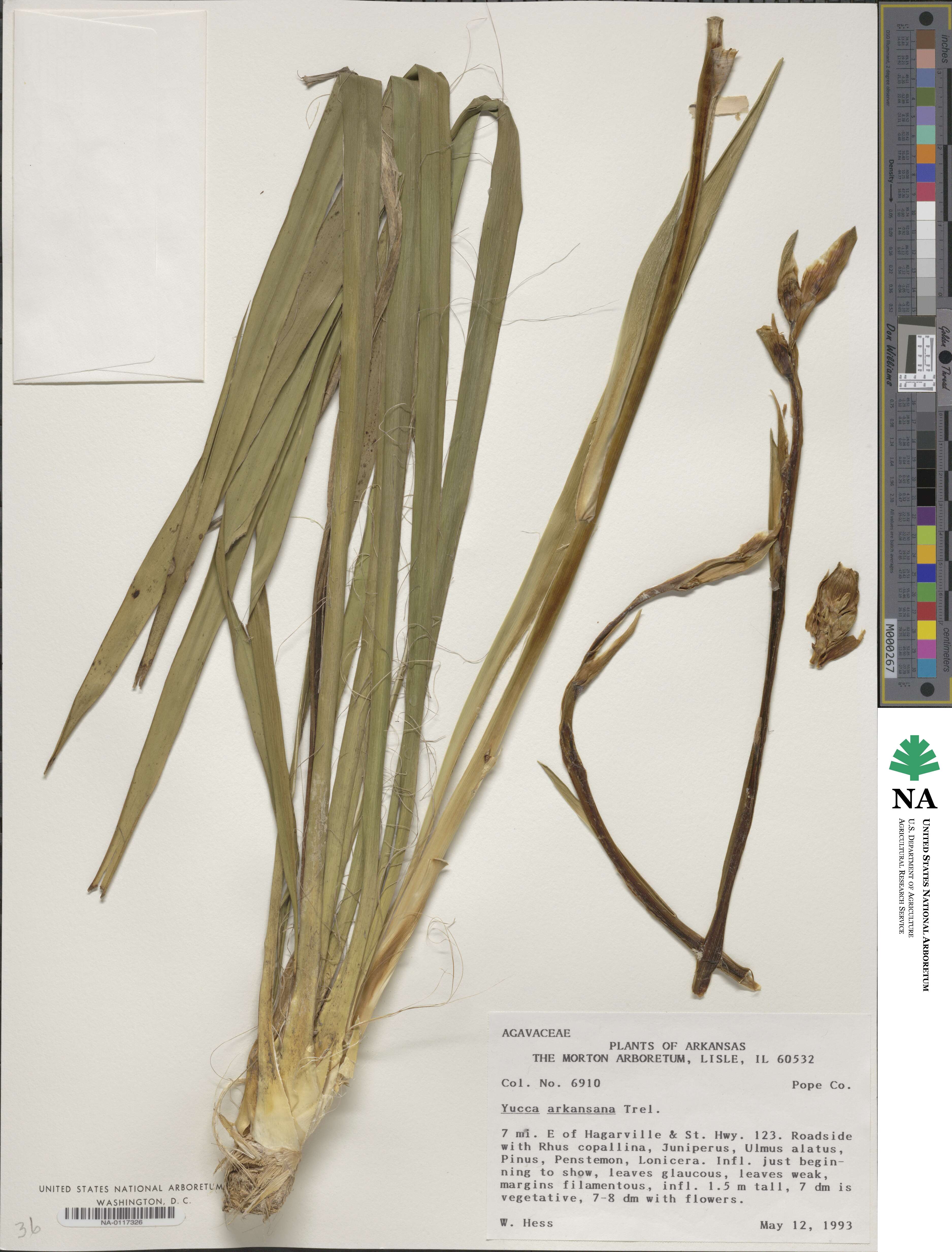 Yucca arkansana image