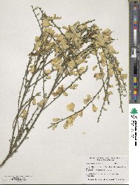 Cytisus scoparius image