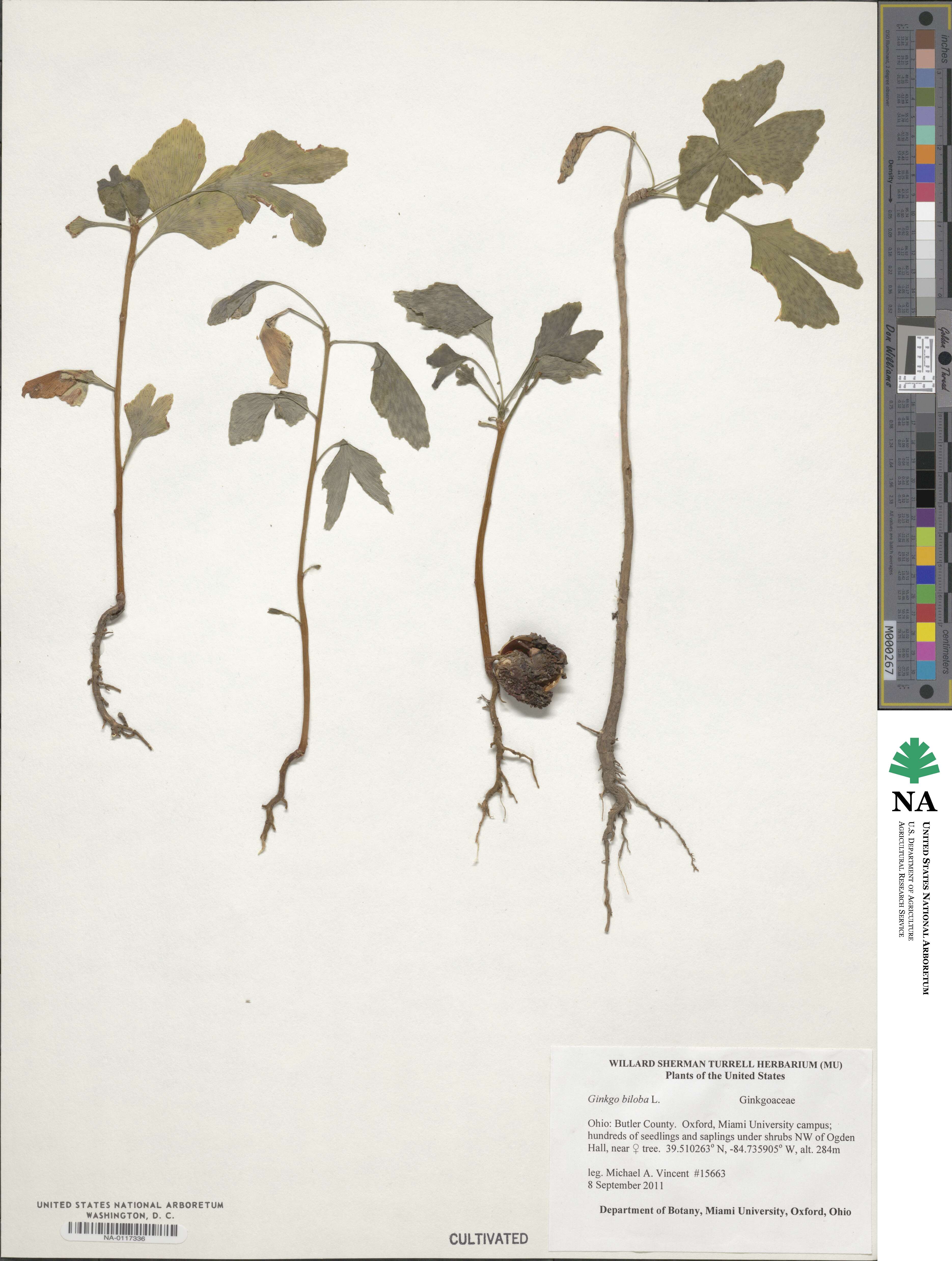 Ginkgo image