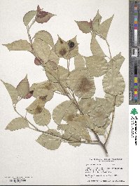 Pyrus calleryana image