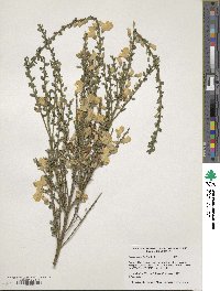 Cytisus scoparius image