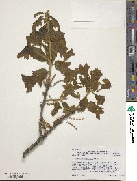 Quercus stellata image