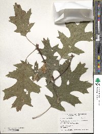 Quercus coccinea image