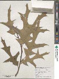 Quercus falcata image