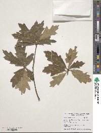 Quercus falcata image