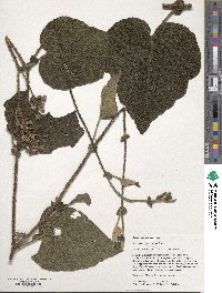 Rubus betonicifolius image