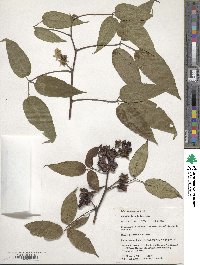 Rubus megalococcus image