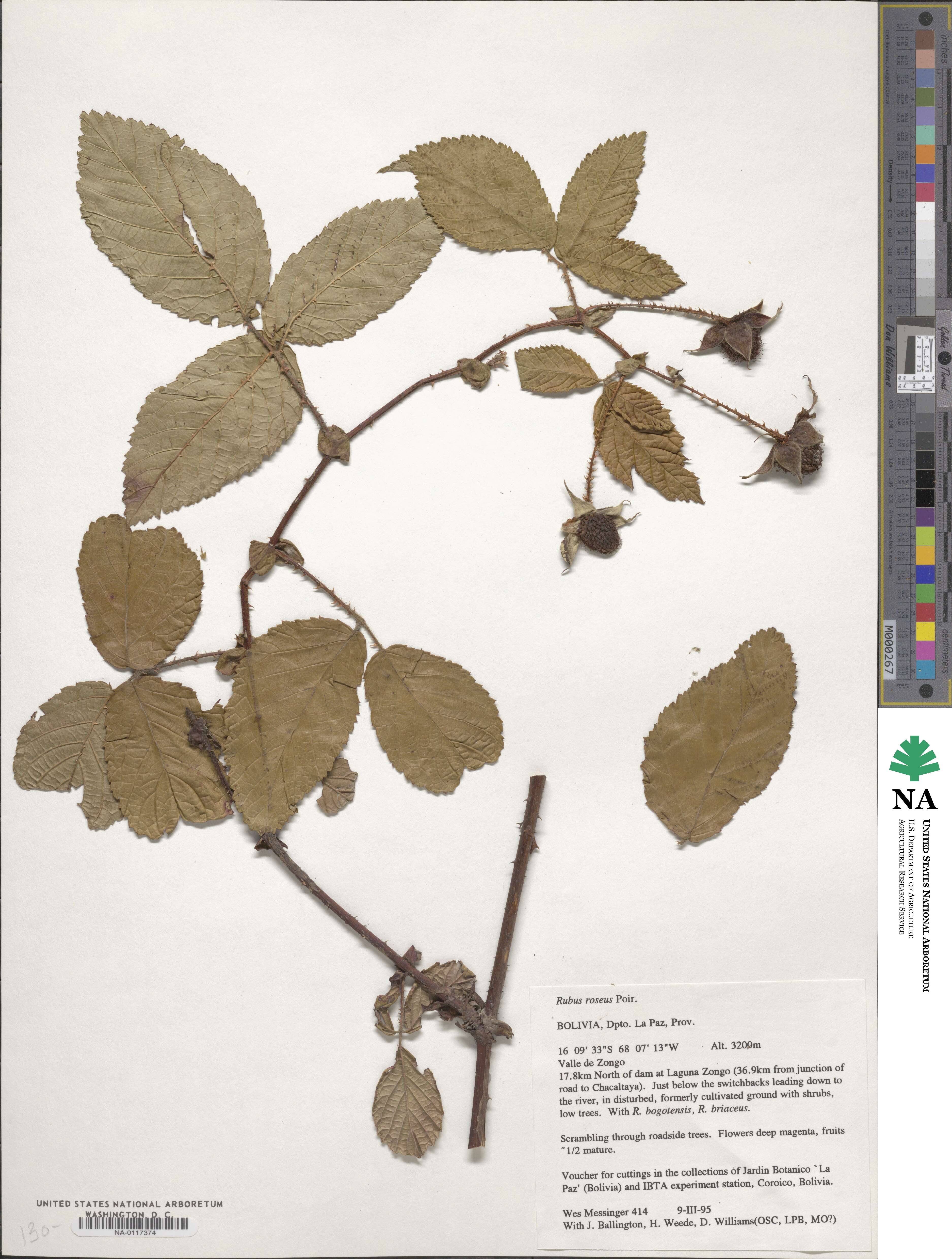 Rubus roseus image