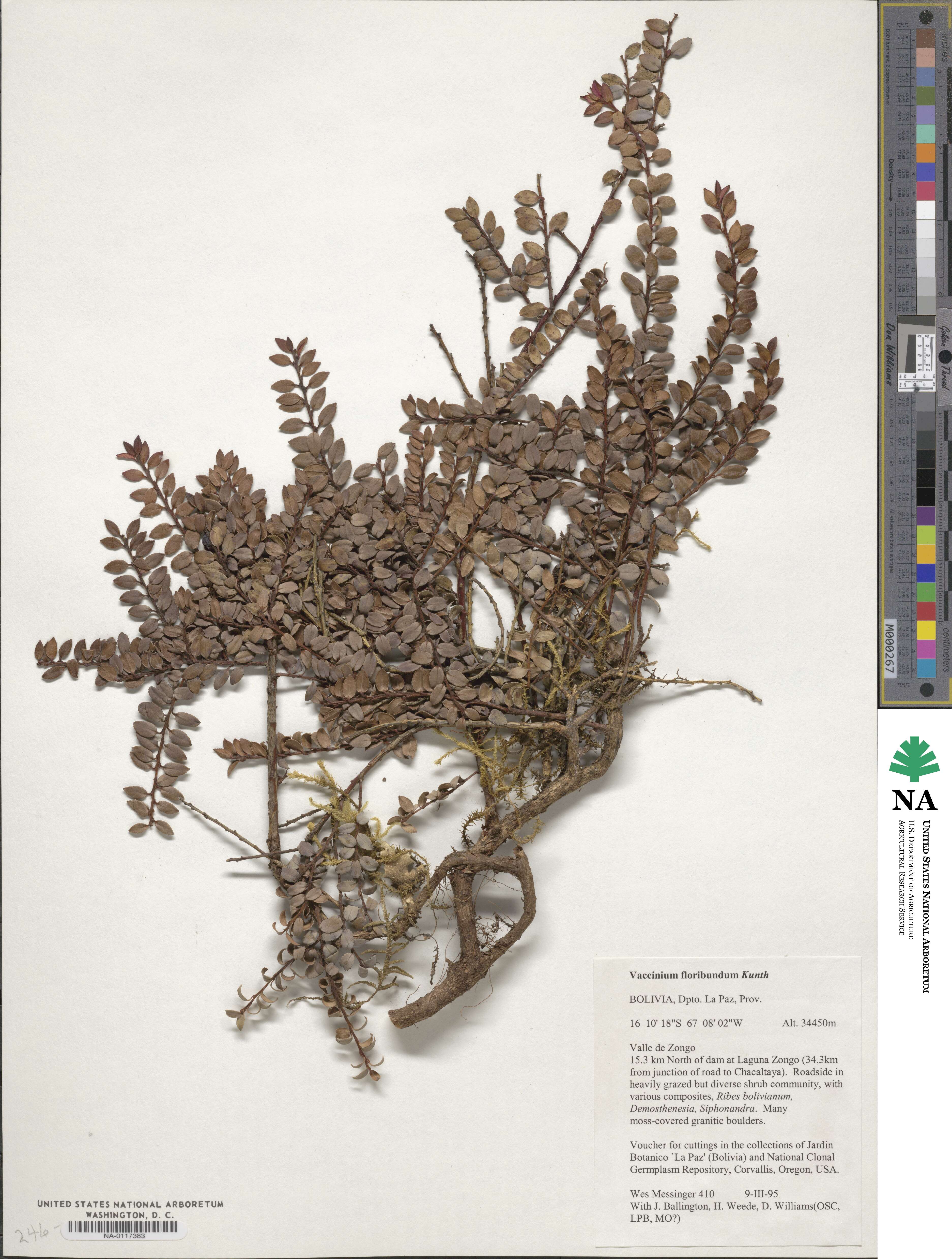 Vaccinium floribundum image