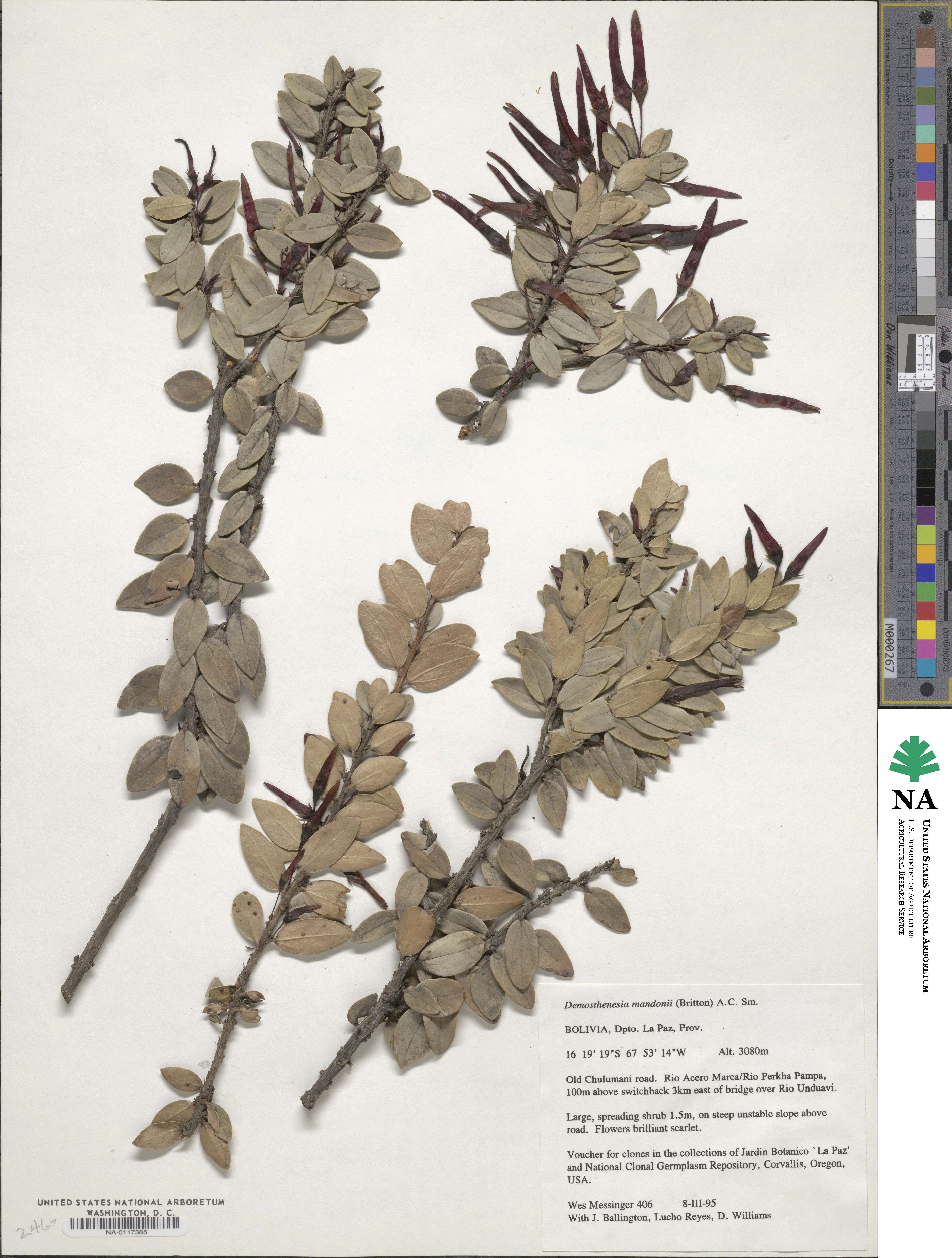 Demosthenesia mandonii image