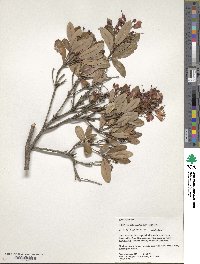 Bejaria aestuans image