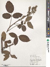 Rubus bogotensis image