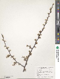 Prunus angustifolia image