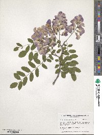 Robinia pseudoacacia image