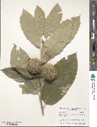 Castanea mollissima image