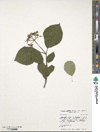 Viburnum plicatum image