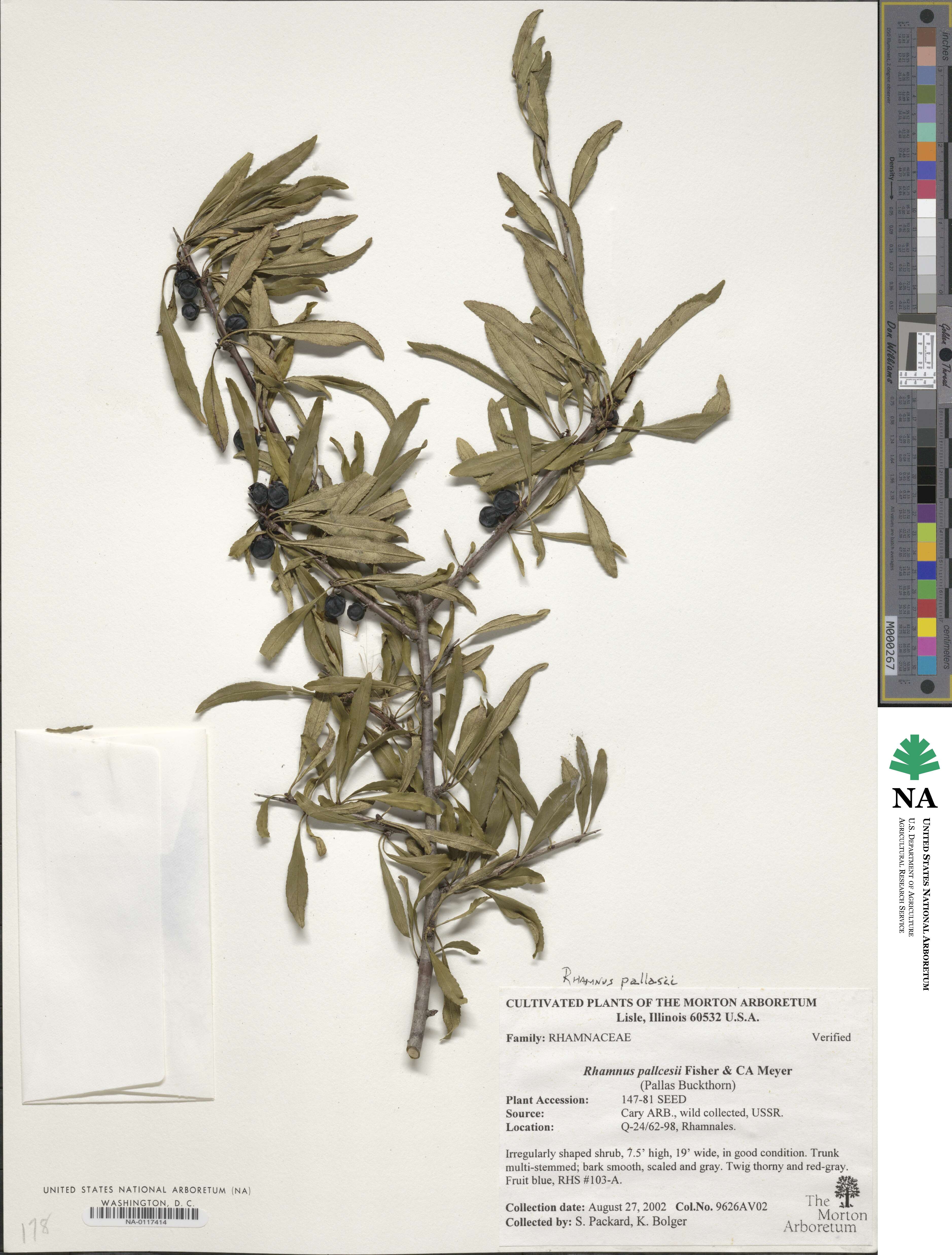 Rhamnus pallasii image