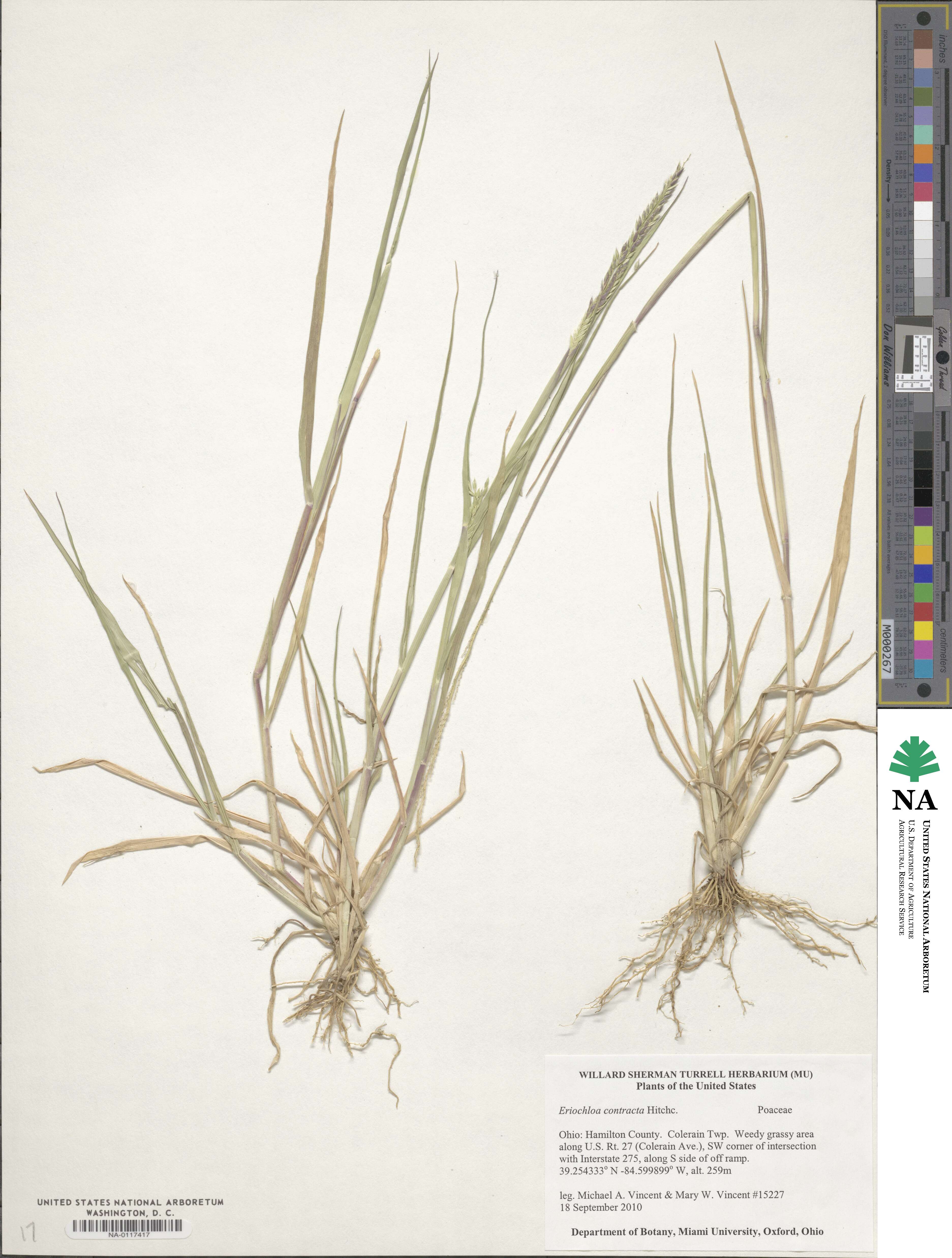 Eriochloa image