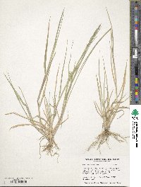 Eriochloa contracta image