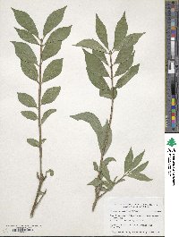 Euonymus alatus image