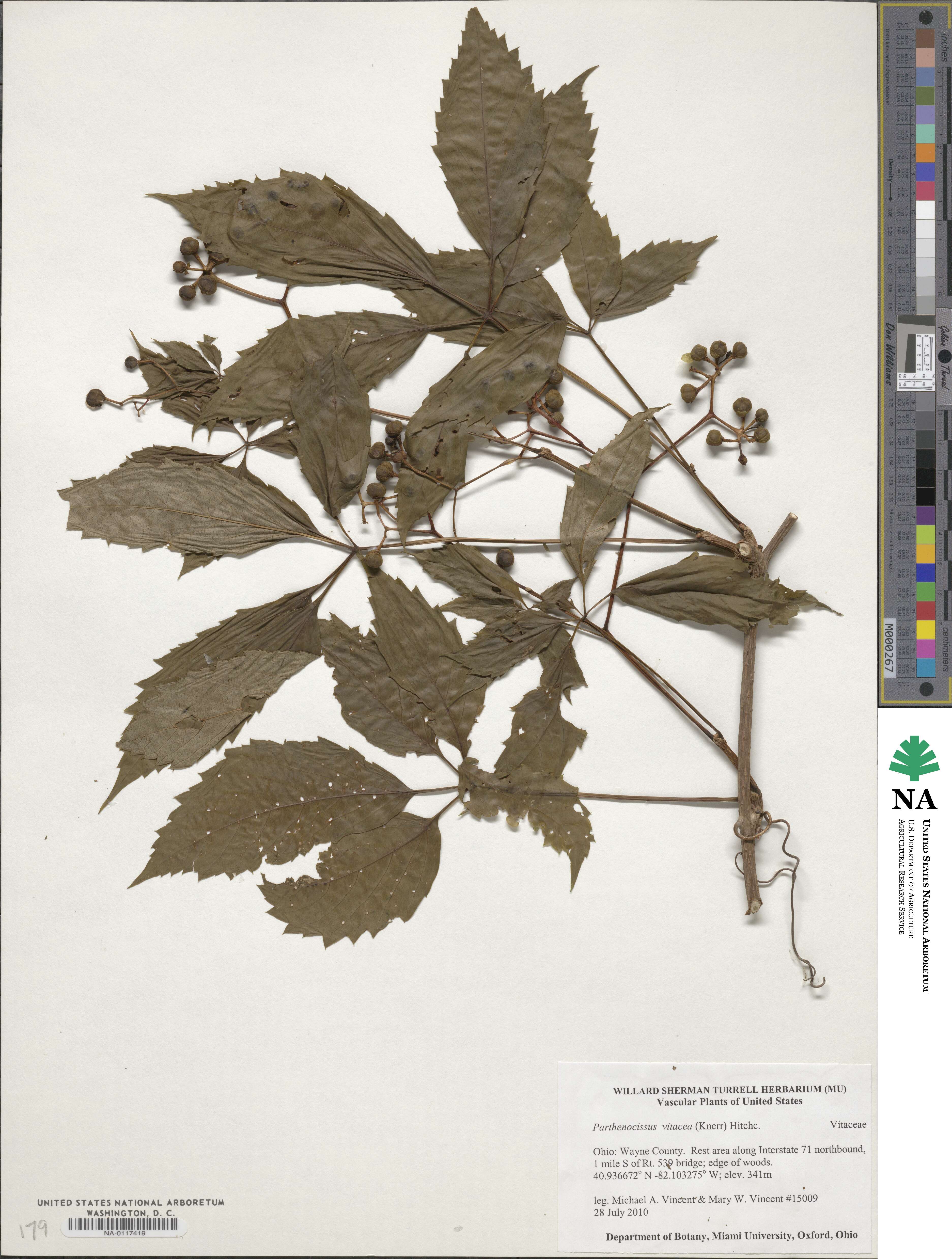 Parthenocissus inserta image