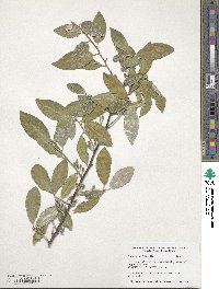 Elaeagnus umbellata image