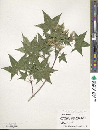 Acer truncatum image