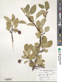 Malus prunifolia image