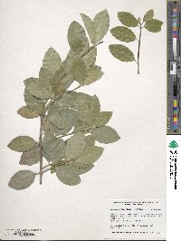 Euonymus fortunei image