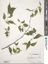 Celtis occidentalis image