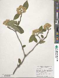 Viburnum lantana image