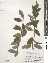 Berchemia scandens image