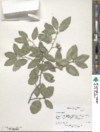 Quercus ilex image