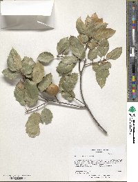 Quercus agrifolia image