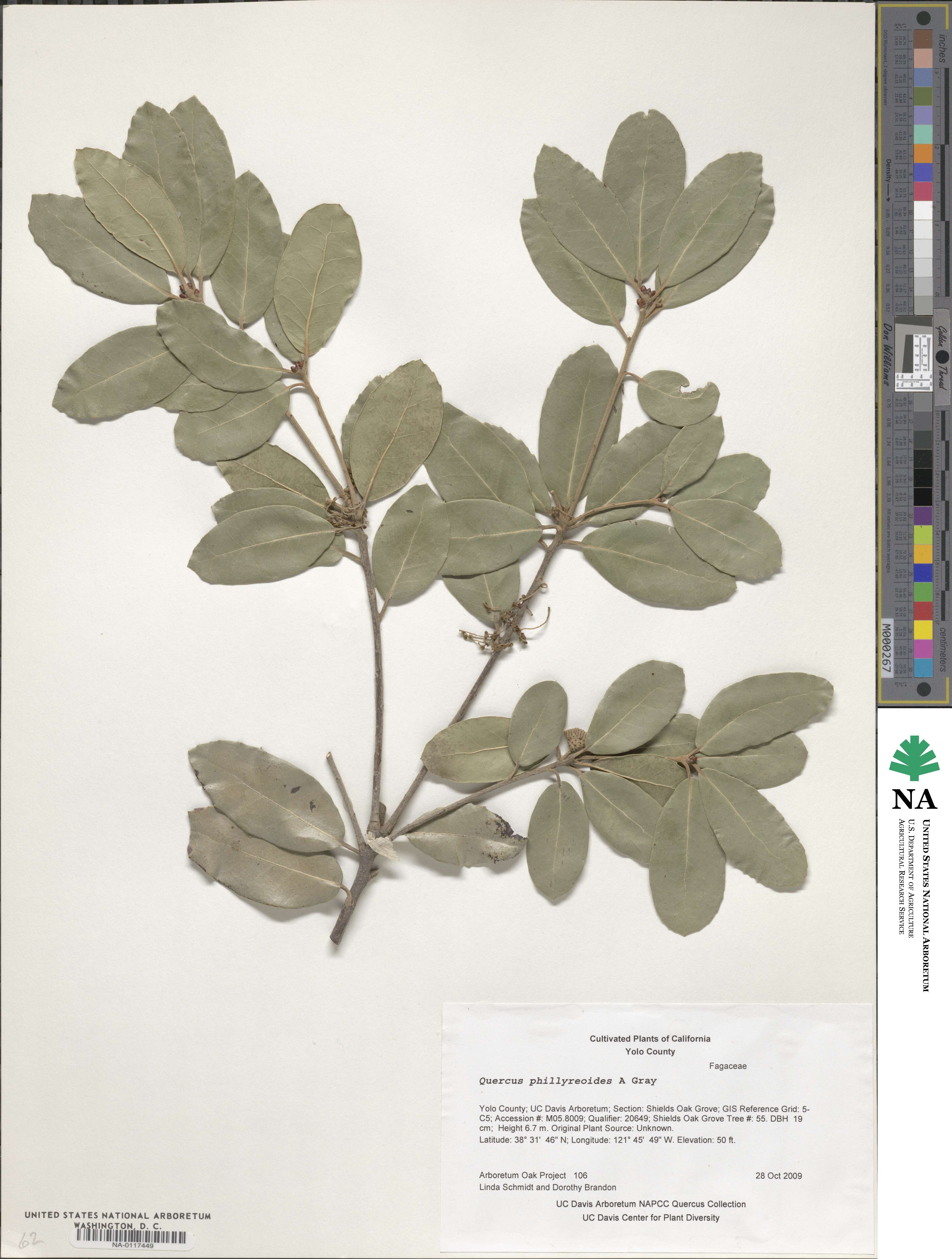 Quercus phillyreoides image