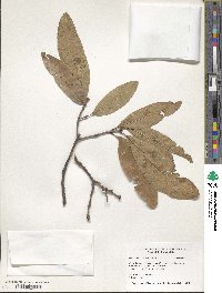 Quercus imbricaria image