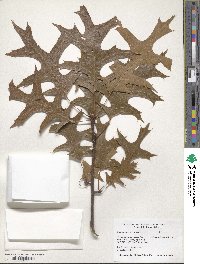 Quercus palustris image