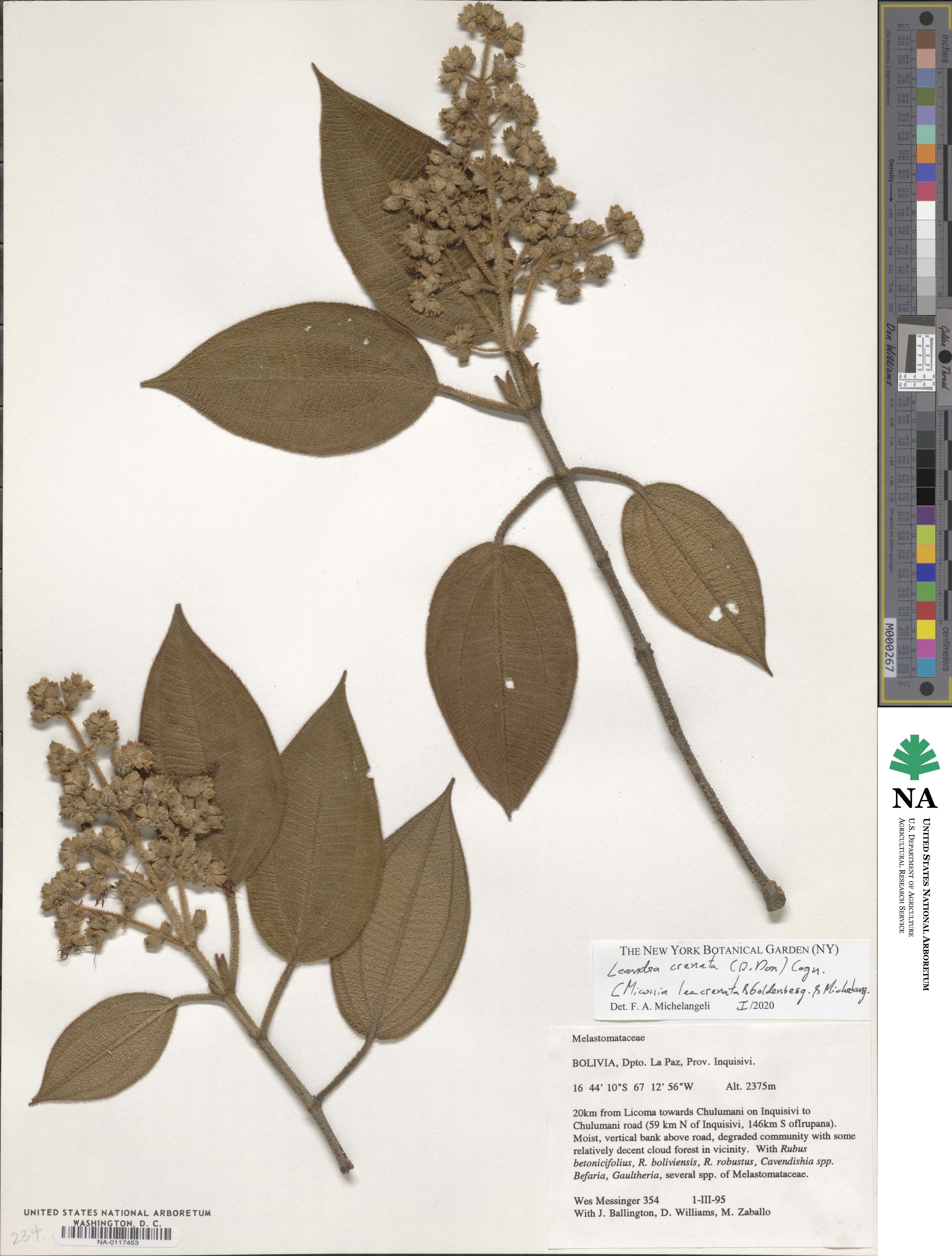 Miconia leacrenata image