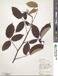 Rubus boliviensis image