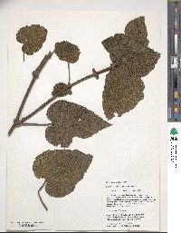 Rubus betonicifolius image