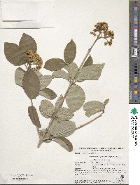 Viburnum burejaeticum image