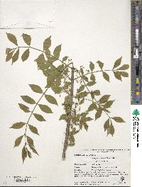 Euonymus alatus image