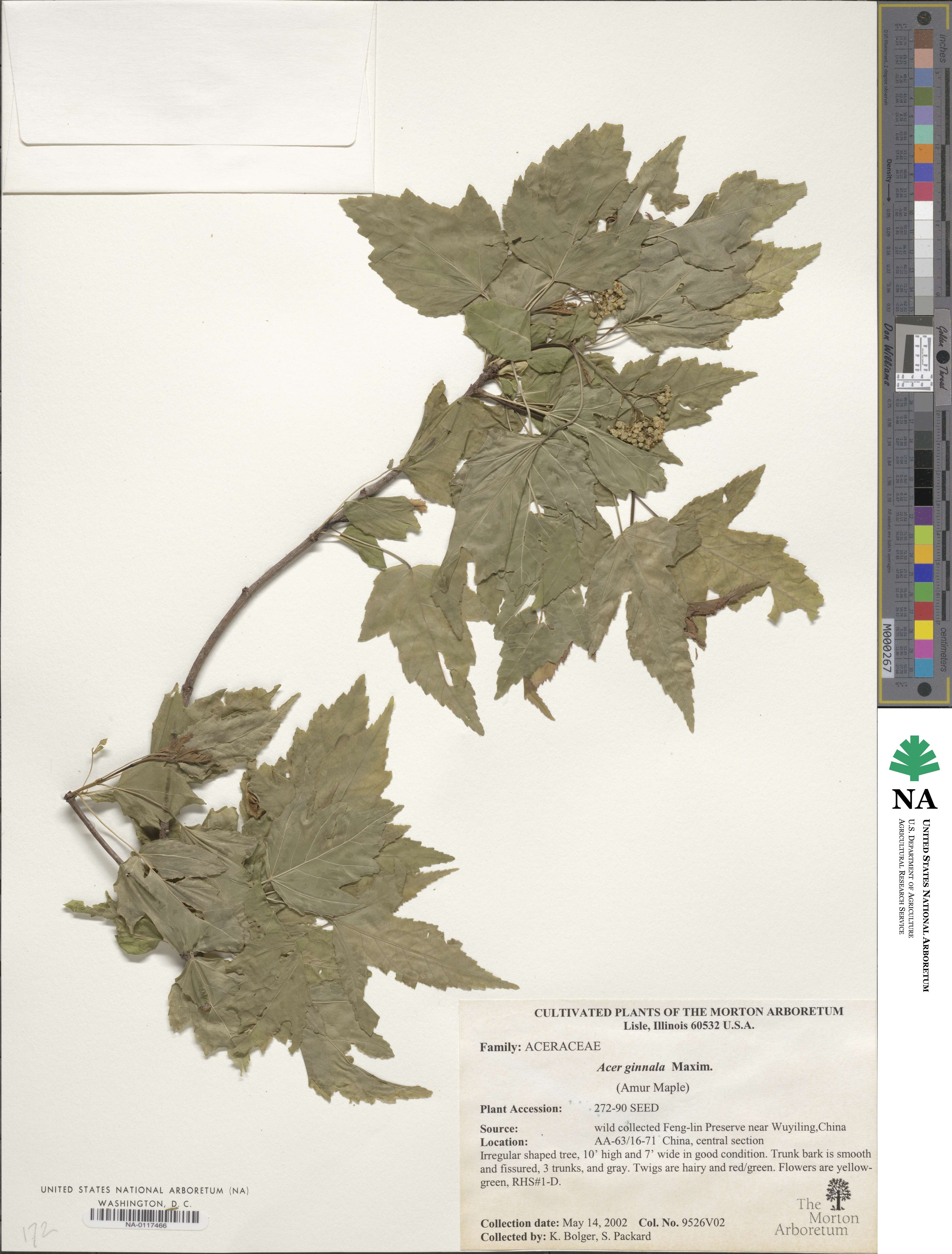 Acer tataricum subsp. ginnala image