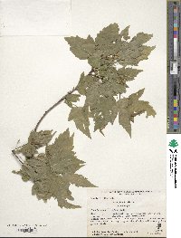 Acer tataricum image